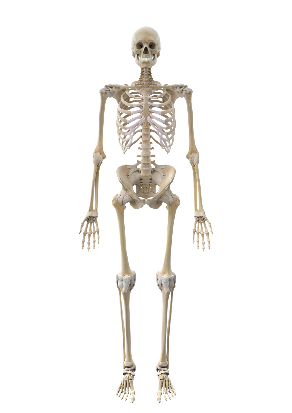 Die Knochen des Körpers in der Ansicht von vorn