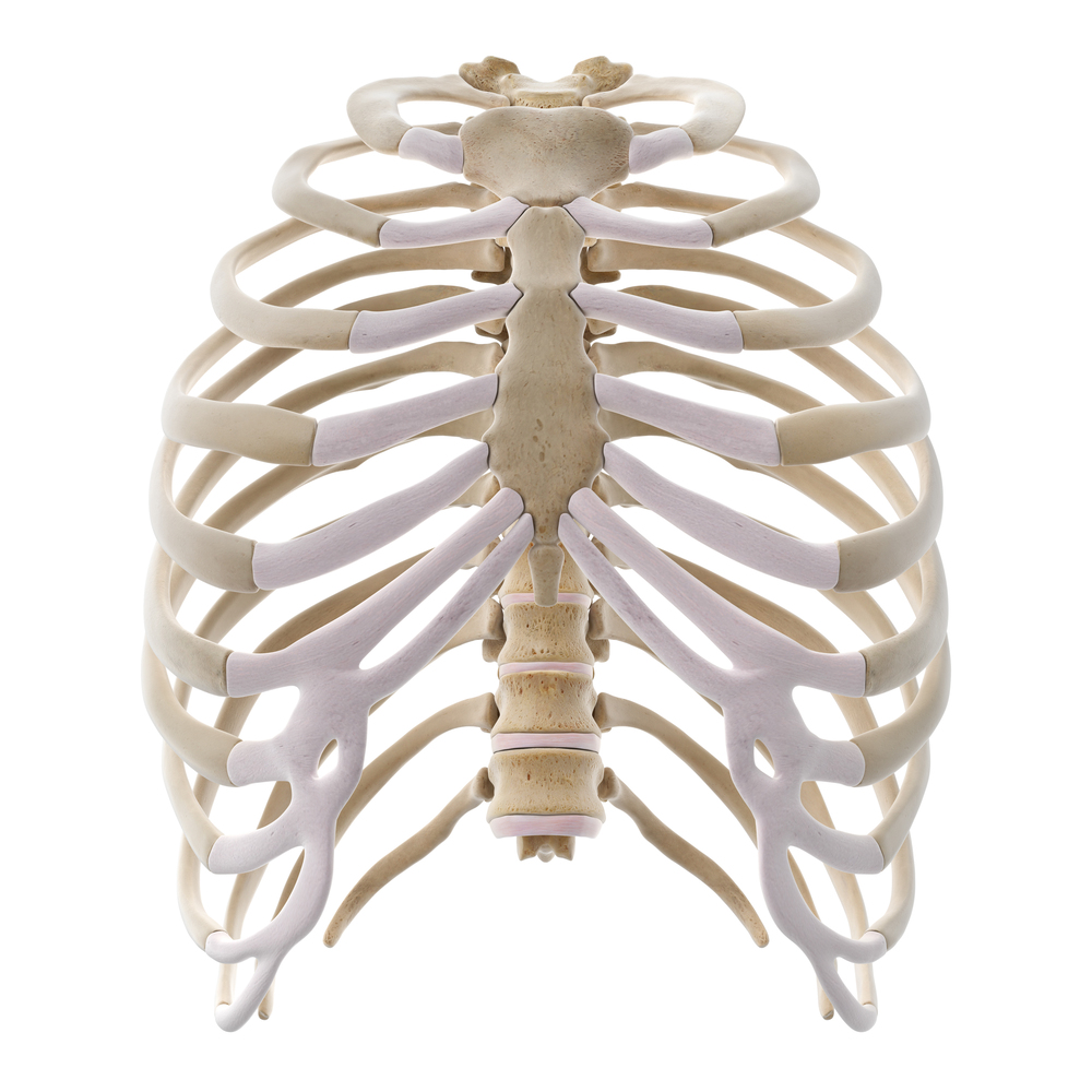 Die Knochen des Brustkorbs in der Ansicht von vorn