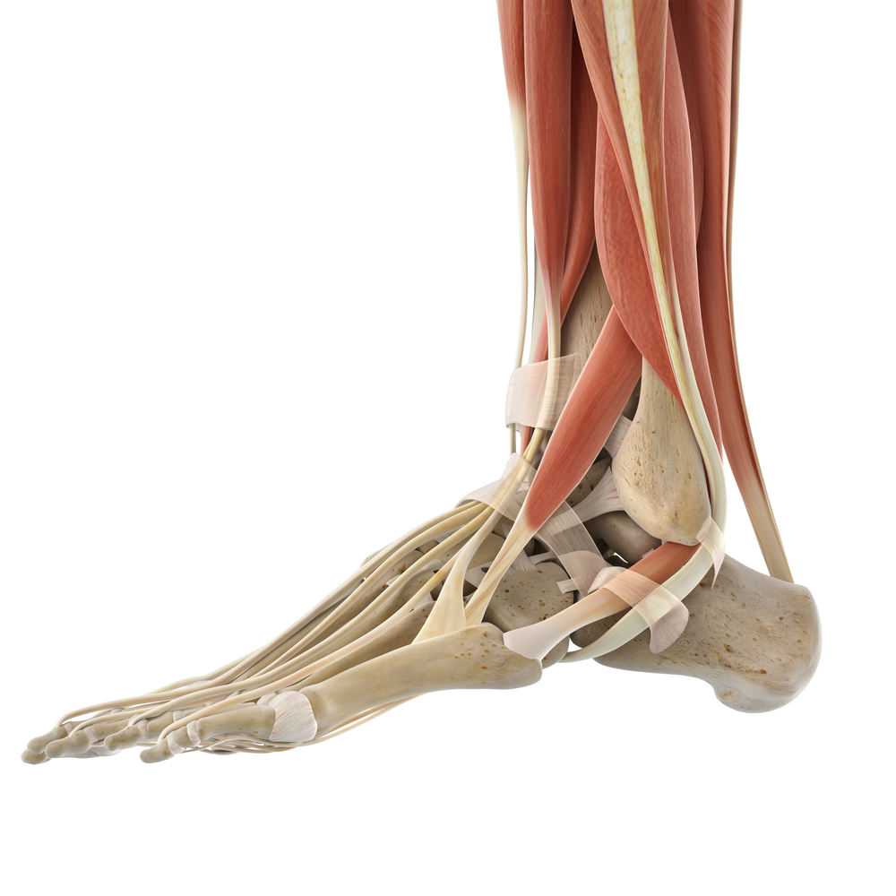 Auf dieser Abbildung sehen Sie den Fuß von der Seite. Sie schauen auf die Außenseite vom Fuß und vom Unterschenkel. Sie sehen die langen Fußmuskeln. 